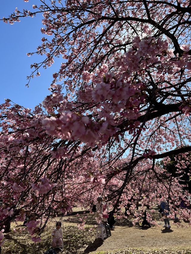 Sakura blooming earlier