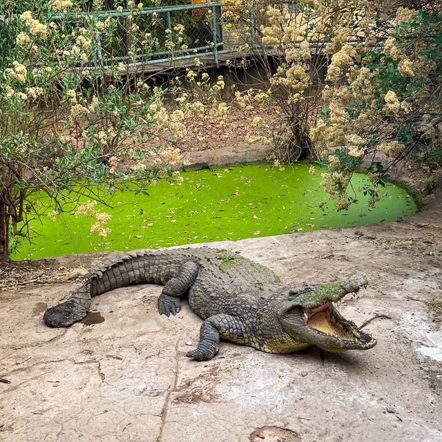 Crocodile Farm in Livingstone, Zambia. 