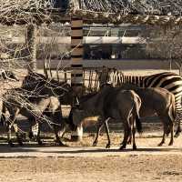 Al Areen Wildlife Park & Reserve