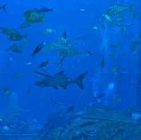 Amazing time at Atlantis Waterpark