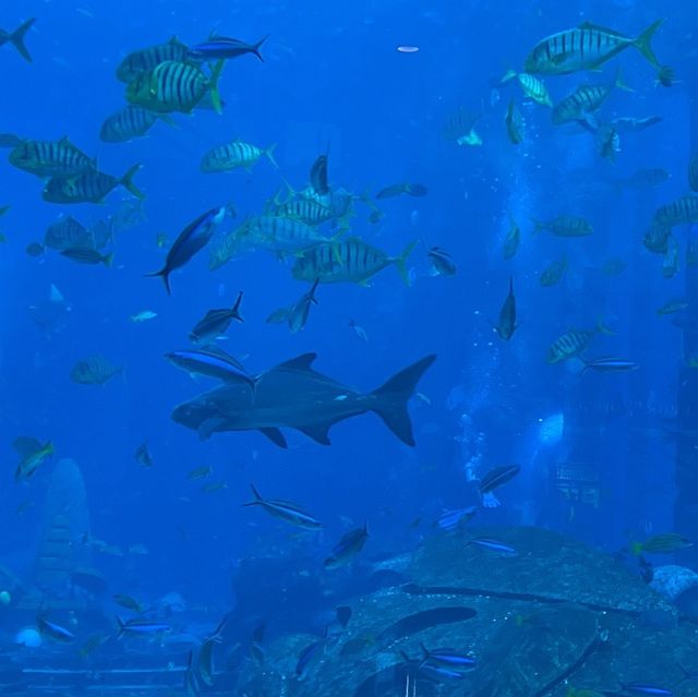 Amazing time at Atlantis Waterpark