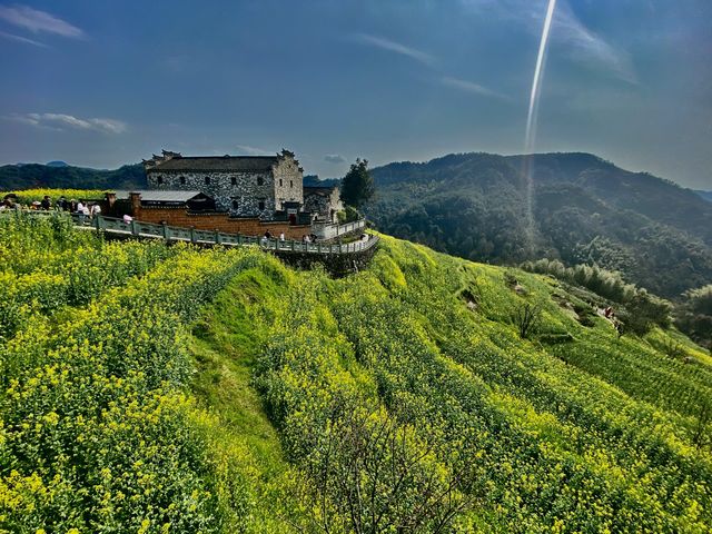 Rape Seed Flowers in Minshengcun, Pujiang