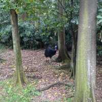 Jurong Bird Park Singapore