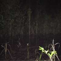living in the world’s largest rainforest 