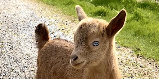 Goat Yoga Nashville- McEwen Northside (Coolsprings) (Franklin) | McEwen Northside