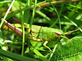 Meadow minibeast hunting at Kingsbury Water Park | Kingsbury Water Park