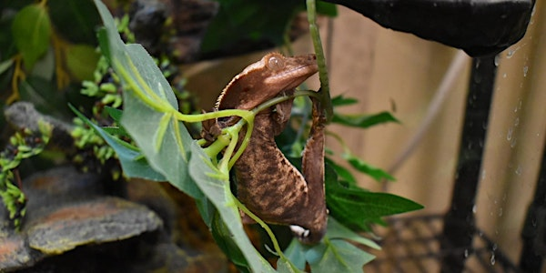 Animal Architects: Designing a Zoo | Grades 4-6 | Van Andel Institute for Education