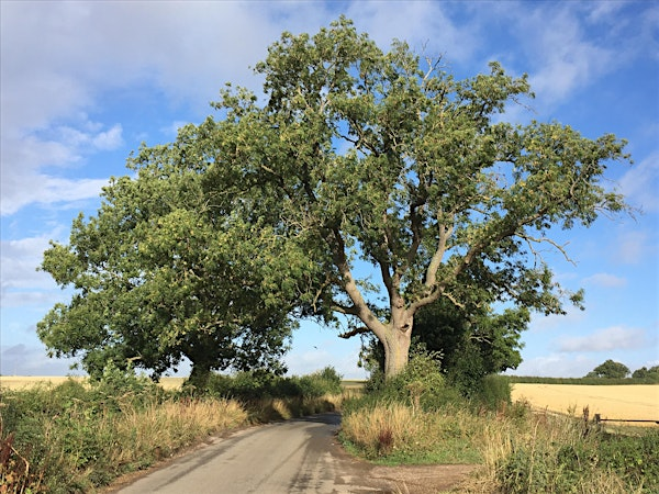 Identifying trees in Summer EOC 2806 | Bradfield Woods National Nature Reserve