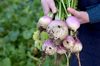 Winter Vegetables – Gardening Workshop | Lets Grow Preston at Ashton Walled Community Garden