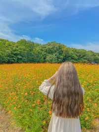 황화 코스모스 한가득, 함양 상림공원💛