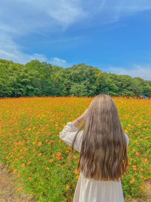 황화 코스모스 한가득, 함양 상림공원💛