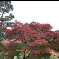 京都[紅葉めぐり] 絶景の天龍寺