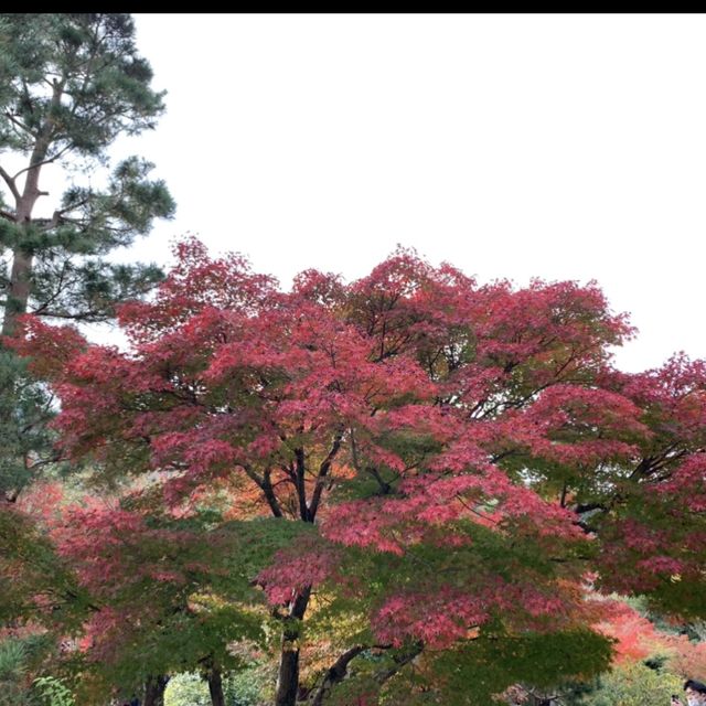 京都[紅葉めぐり] 絶景の天龍寺