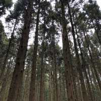[제주도 여행] 산림욕 추천장소, 사려니숲길&비자림🌳