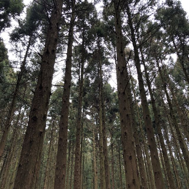 [제주도 여행] 산림욕 추천장소, 사려니숲길&비자림🌳