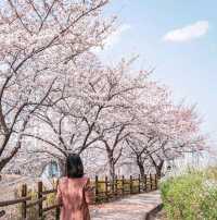 울산 걷기 좋은 선암호수공원 둘레길