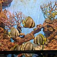 Phuket aquarium