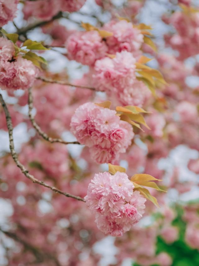 서울근교에서 겹벚꽃 보기 좋은 명소🌸