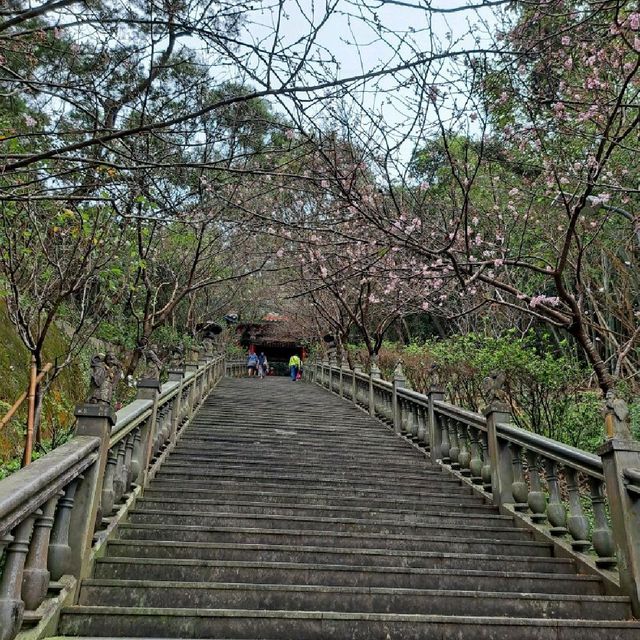 台北 | 內湖「碧山巖」讓你免跑日本就能輕鬆賞櫻，還有熱門的採草莓體驗等著各位