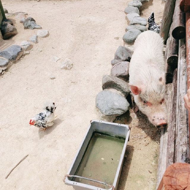 ミニブタと鶏とアヒル　姫路セントラルパーク