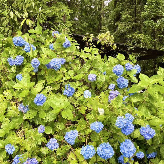 雨の中でも神々く紫陽花も綺麗な箱根神社