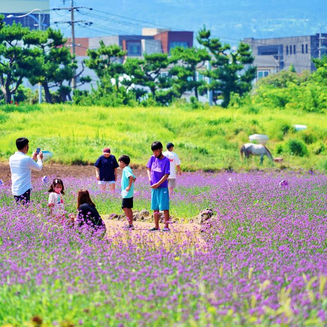 📸 지도에는 안나오는 제주숨은명소, 이호테우보라꽃밭