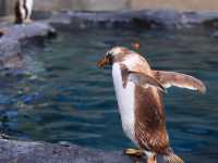 很可愛的旭川動物園北海道特別的景點 