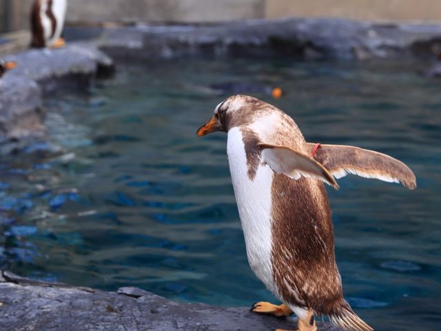 很可愛的旭川動物園北海道特別的景點 