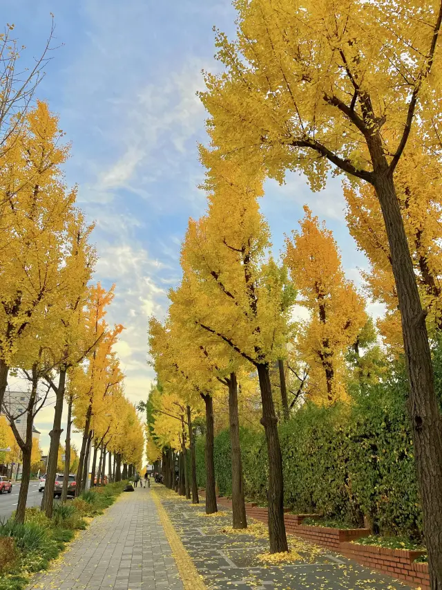 銀杏樹🍁