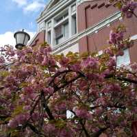人数制限のお陰で、ゆったりと造幣局で、お花見。