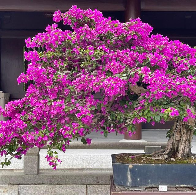 靜心之旅🫶🏻鑽石山志蓮淨院