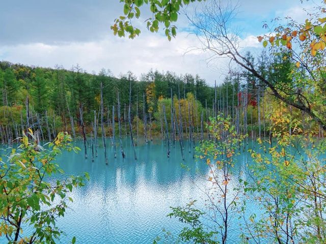 北海道美不勝收嘅青池💚💙