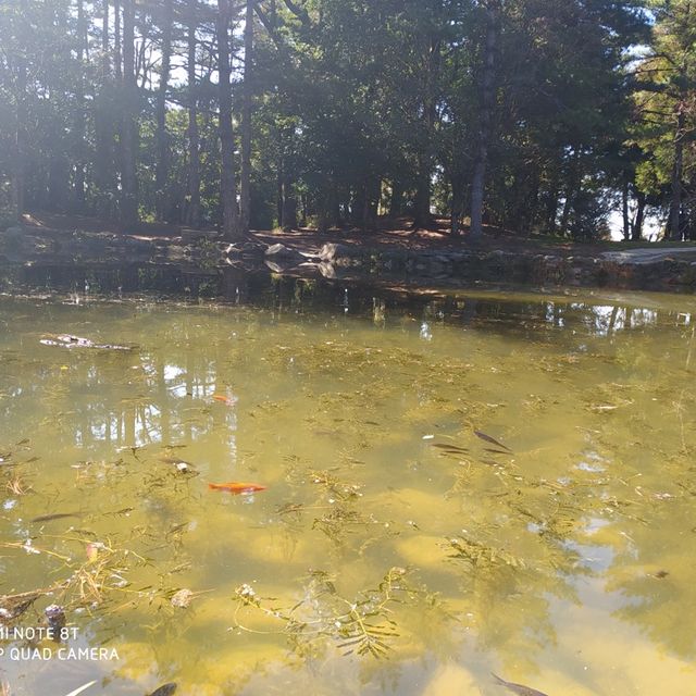 《台中》福壽山農場 天池～