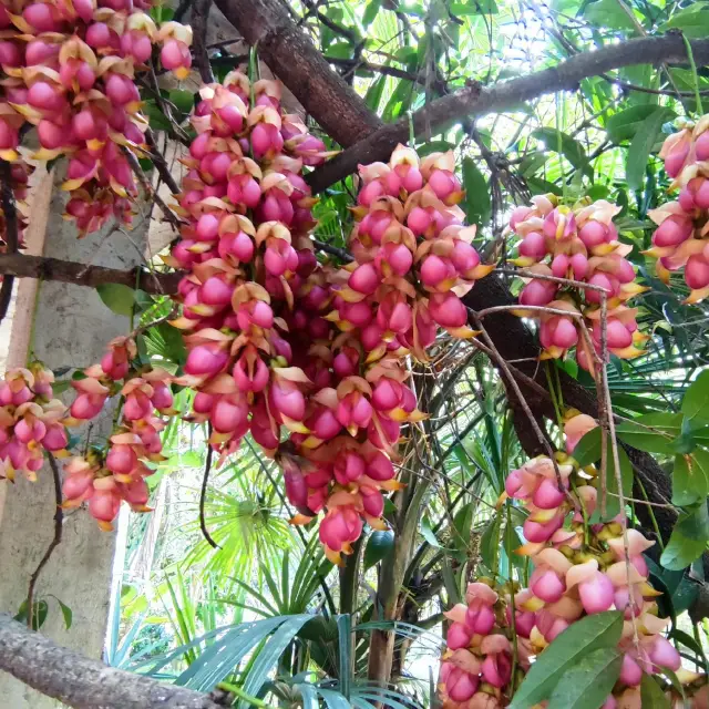 去華南植物園賞禾雀花，郊遊、露營、野餐⋯⋯