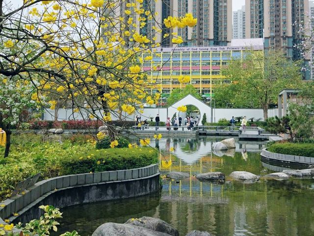 將軍澳睇黃花風鈴木