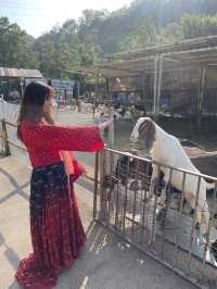 《穿越漢楓》大棠漢服節 親親小動物🦚