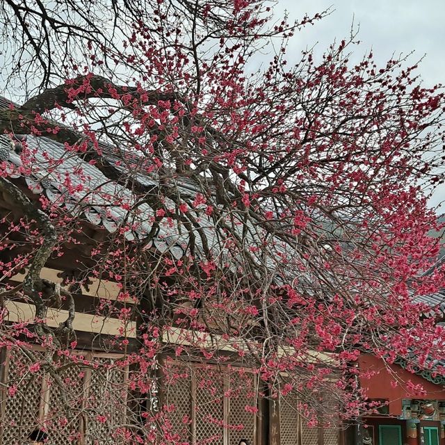 매화 명소 [구례 화엄사]