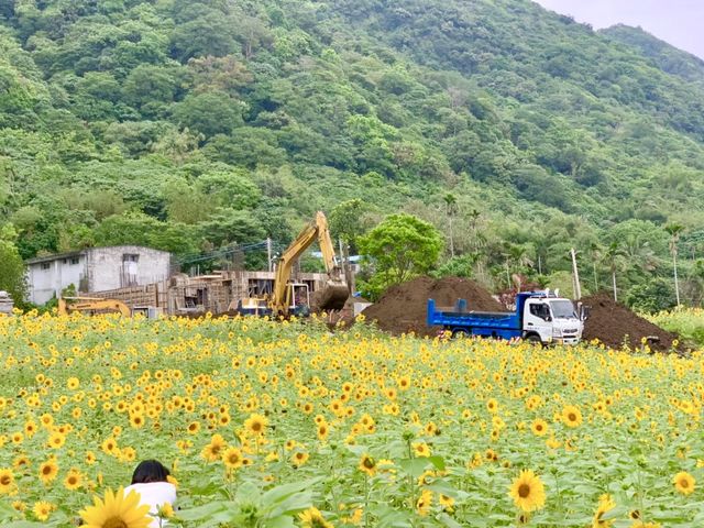 花蓮公路海岸向日葵美景，搭配藍藍的海岸線好漂亮～