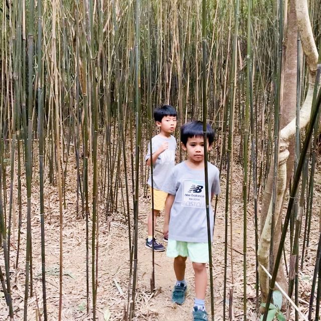 港版嵐山竹林之道