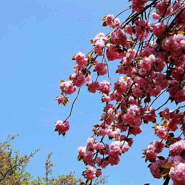 新宿御苑賞櫻花•楓葉