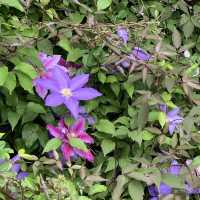 18,000坪のお花畑💕紫竹ガーデンの癒しの小径