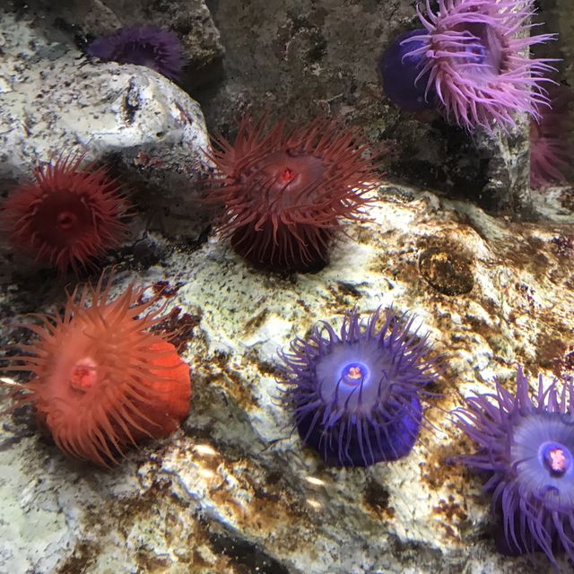 【東京】江戸川区の水族館🐠葛西臨海水族園