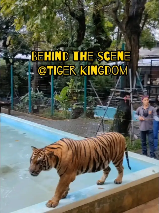 Behind The Scene @Tiger Kingdom Phuket 