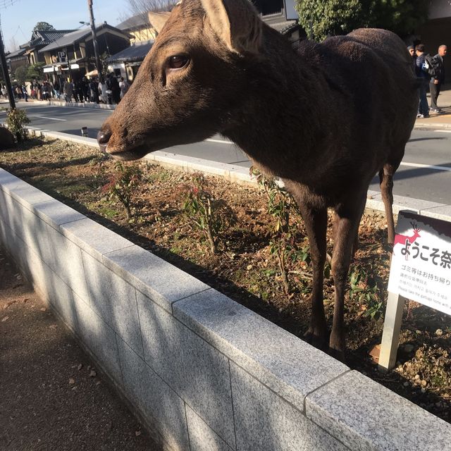 일본🇯🇵 나라사슴공원에서 사슴과 친해지기