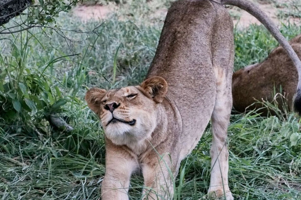 Kruger National Park Safari Trip Mopani