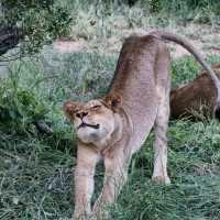 Kruger National Park Safari Trip