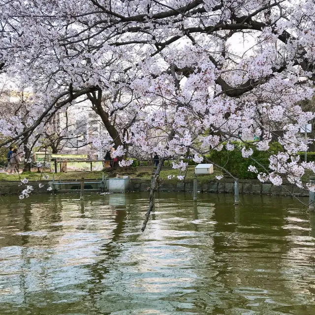 일본하면 벚꽃🌸우에노 공원