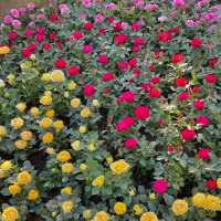 산방산 아래 꽃밭💐