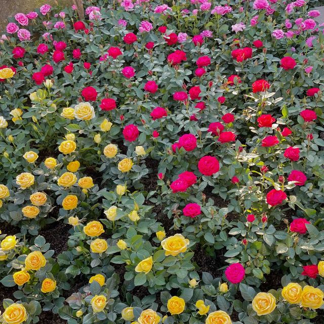 산방산 아래 꽃밭💐