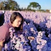 I Love Flower Farm Chiangmai